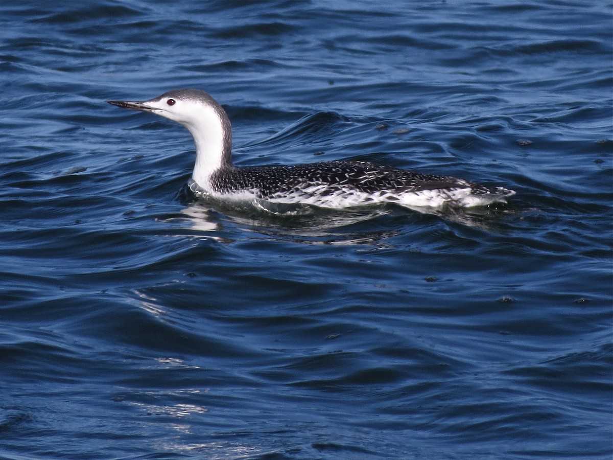 Red-throated Loon - Nathan Dubrow