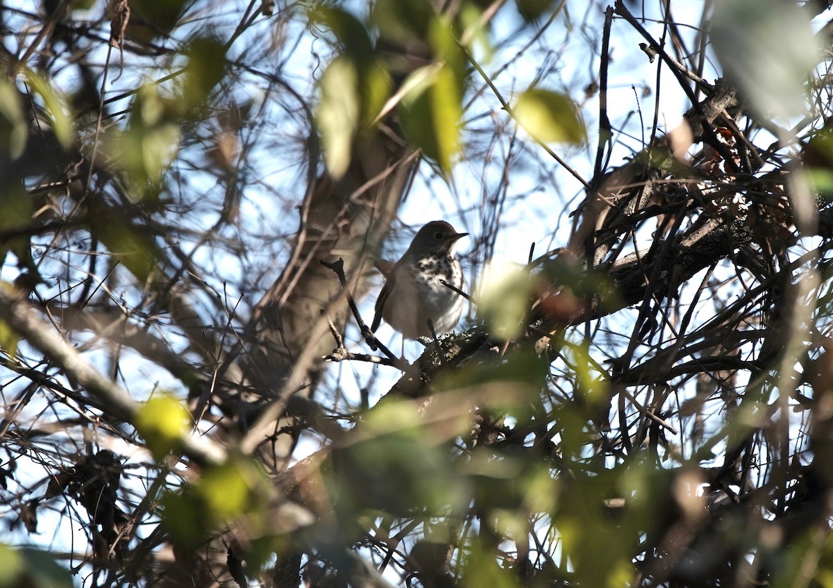 Hermit Thrush - ML129748911