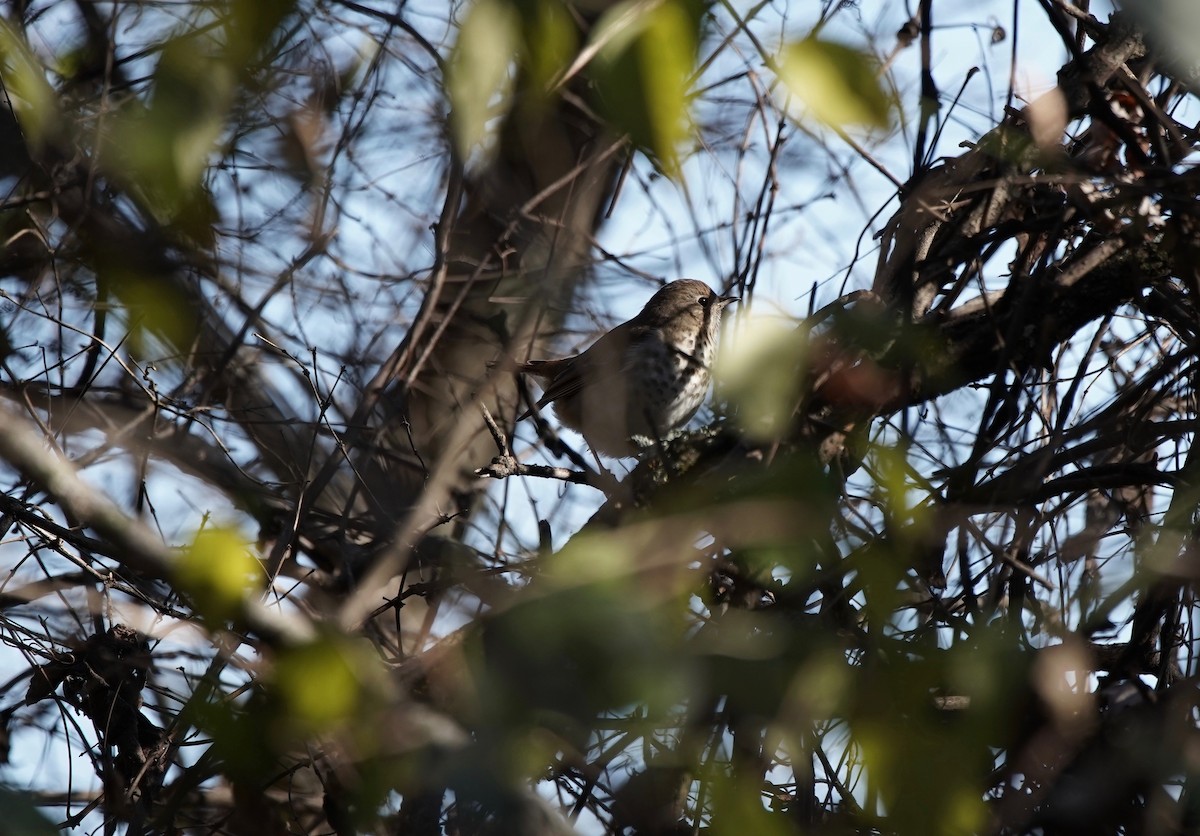 Hermit Thrush - ML129748961