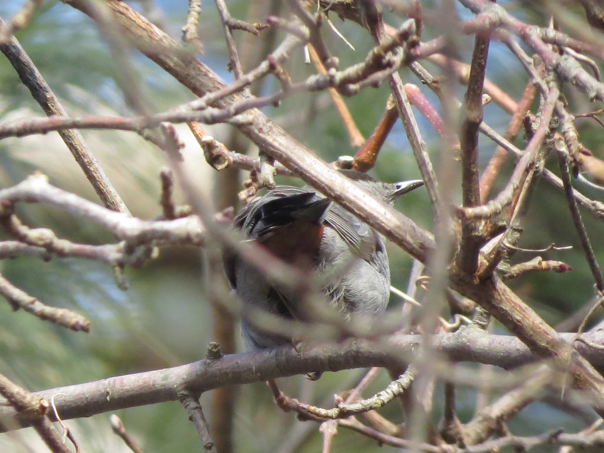 Gray Catbird - ML129749391