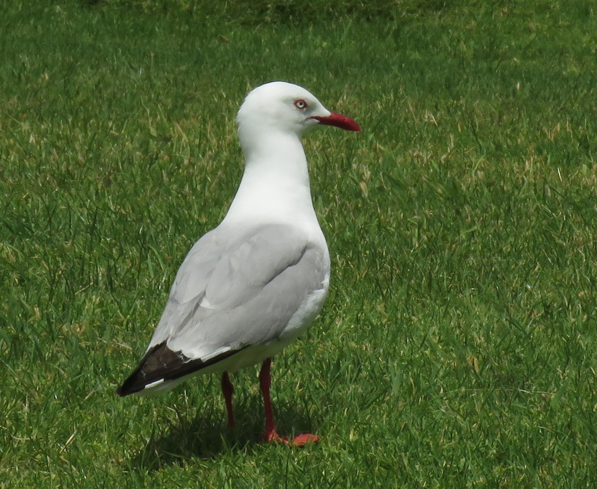 Silver Gull (Red-billed) - ML129752421