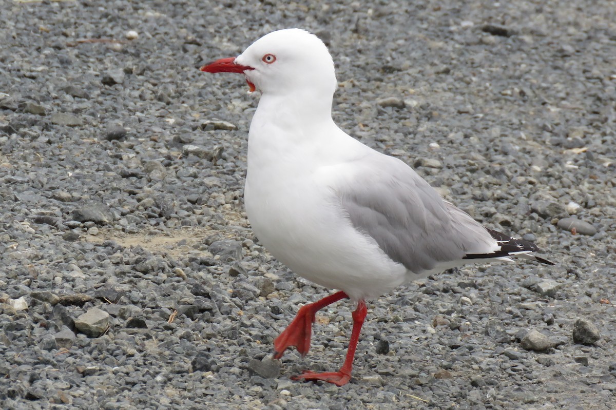 Silver Gull (Red-billed) - ML129752461