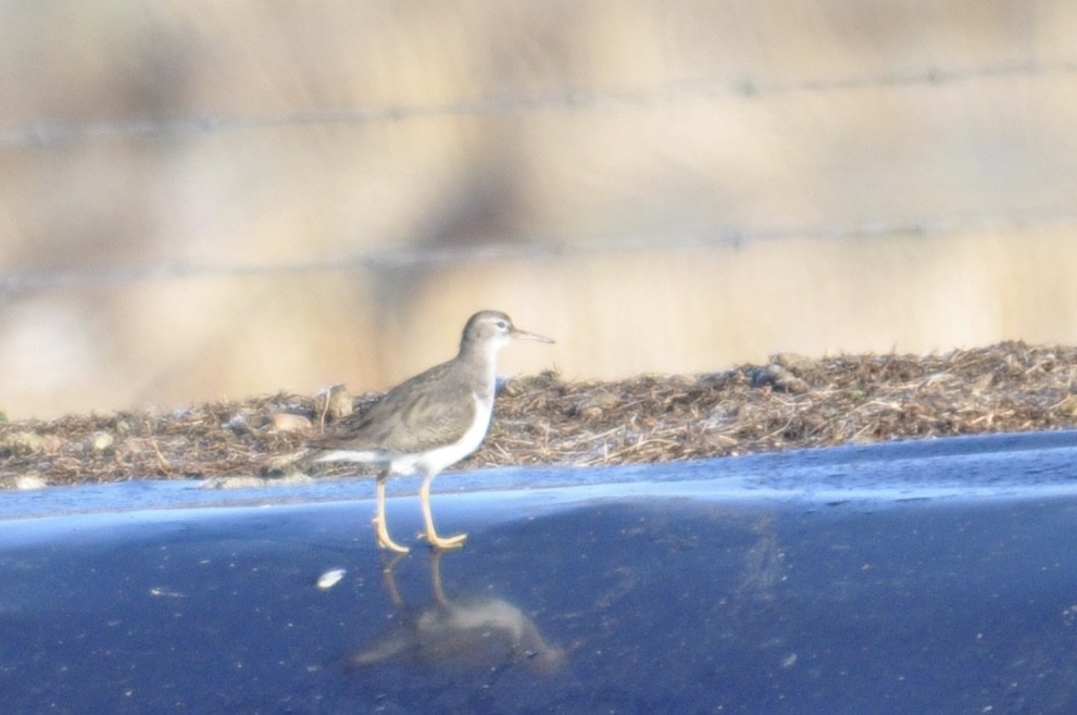 Spotted Sandpiper - James Fox