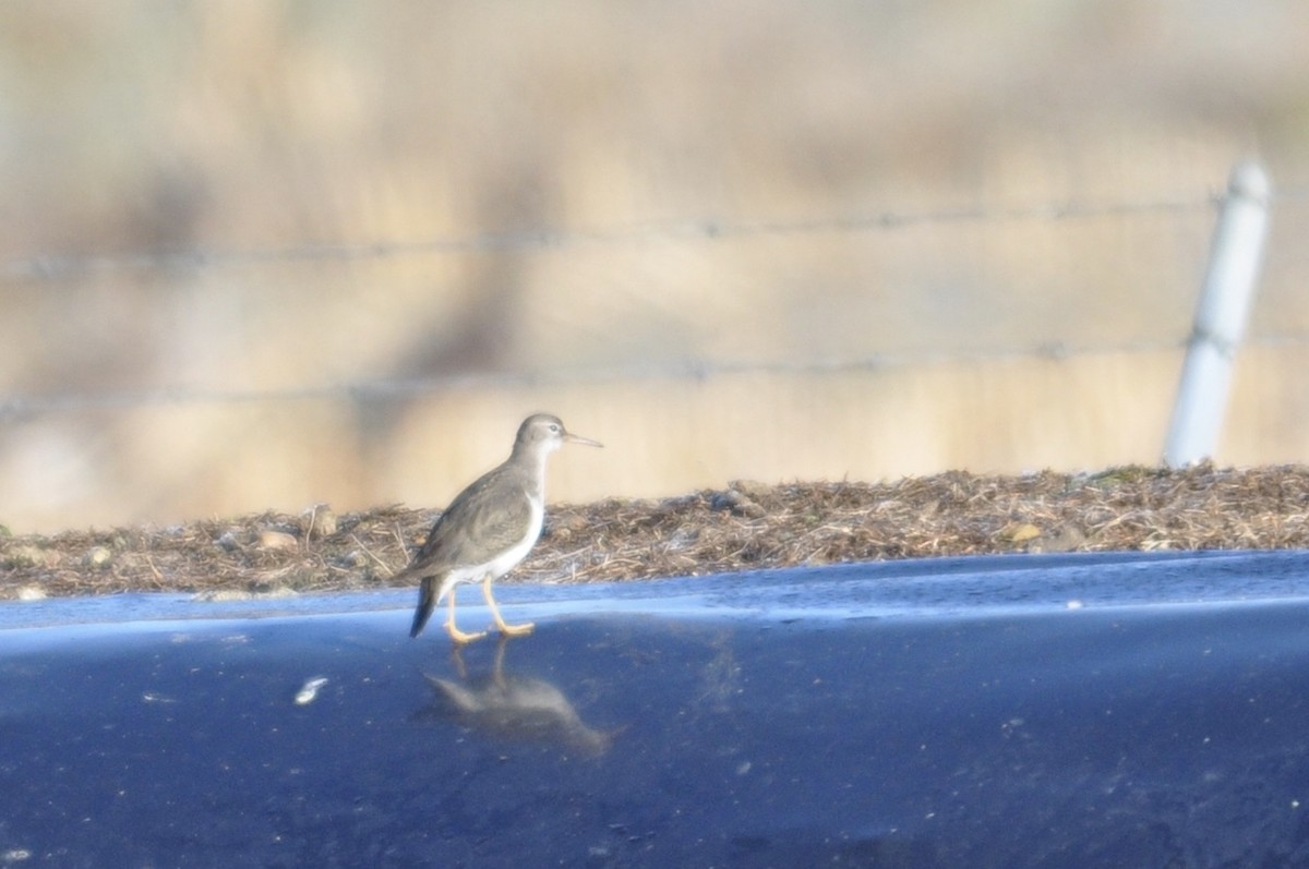 Spotted Sandpiper - James Fox