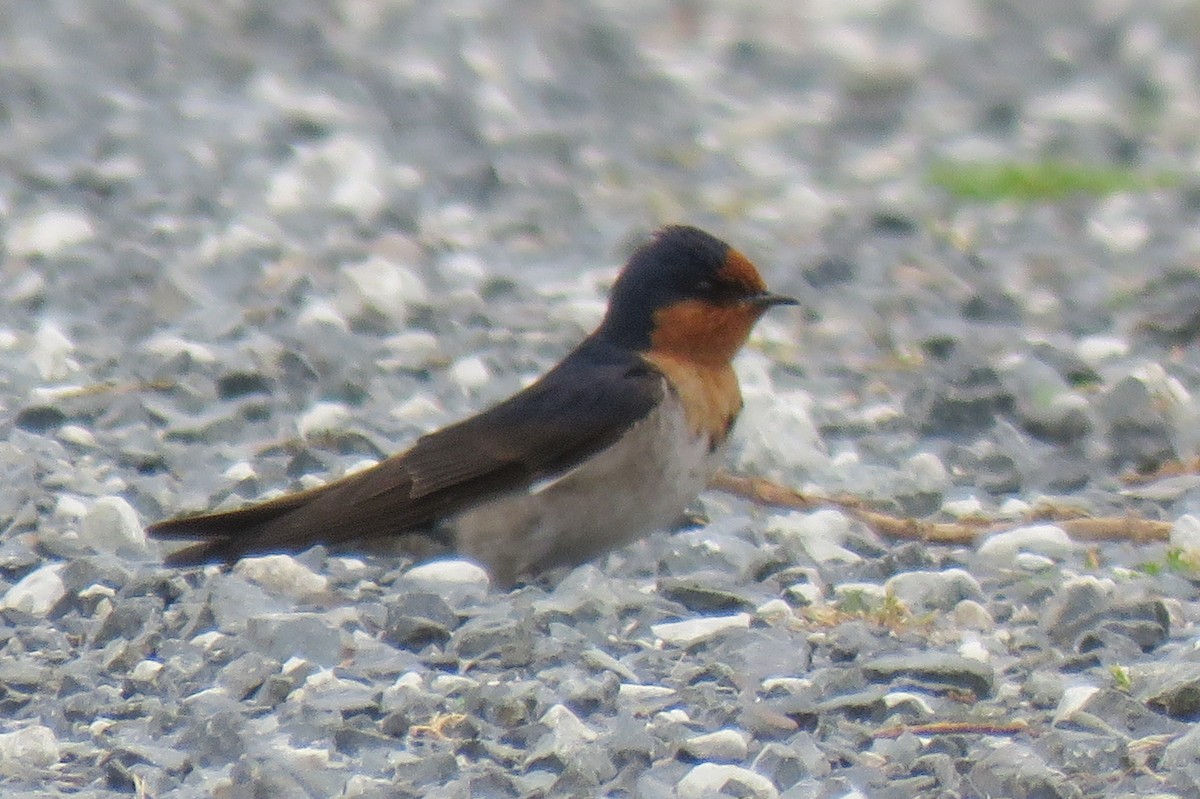 Golondrina Australiana - ML129753391