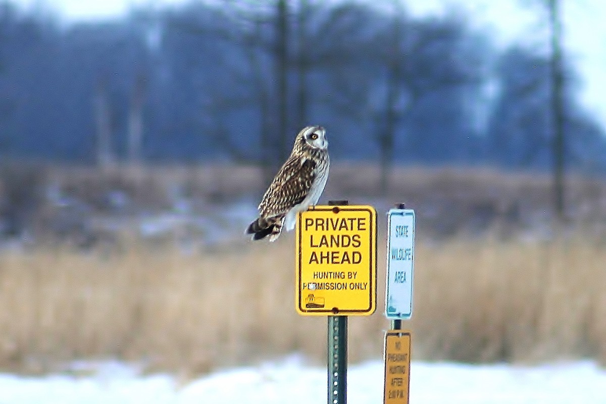 Short-eared Owl - ML129753631