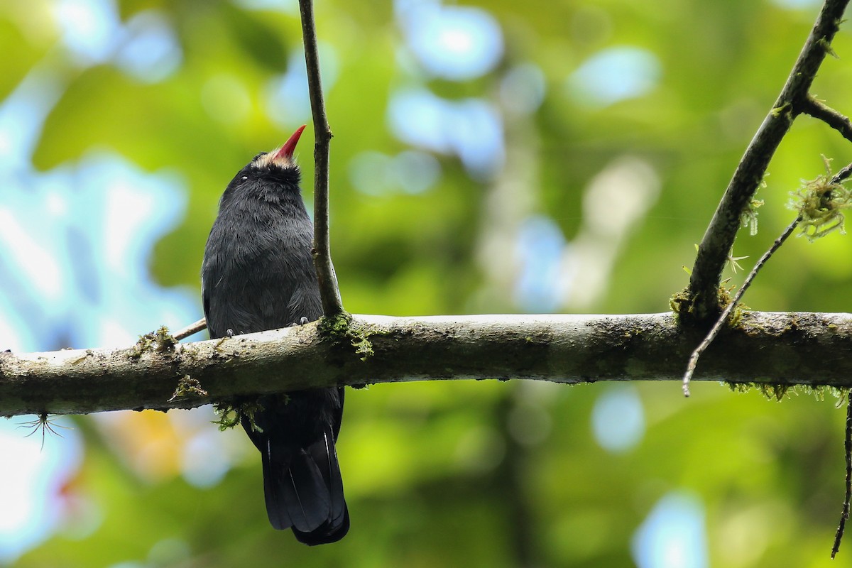 White-fronted Nunbird - ML129753901