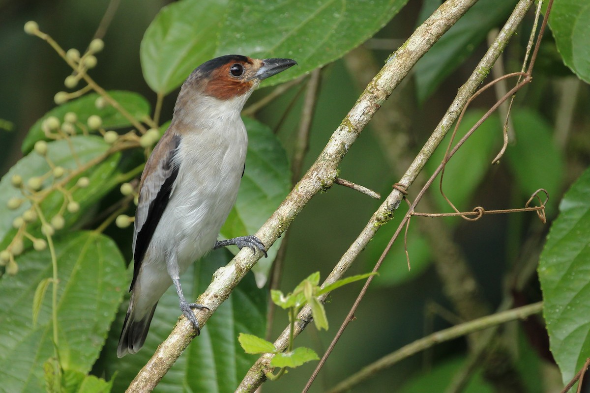 Black-crowned Tityra - ML129754671