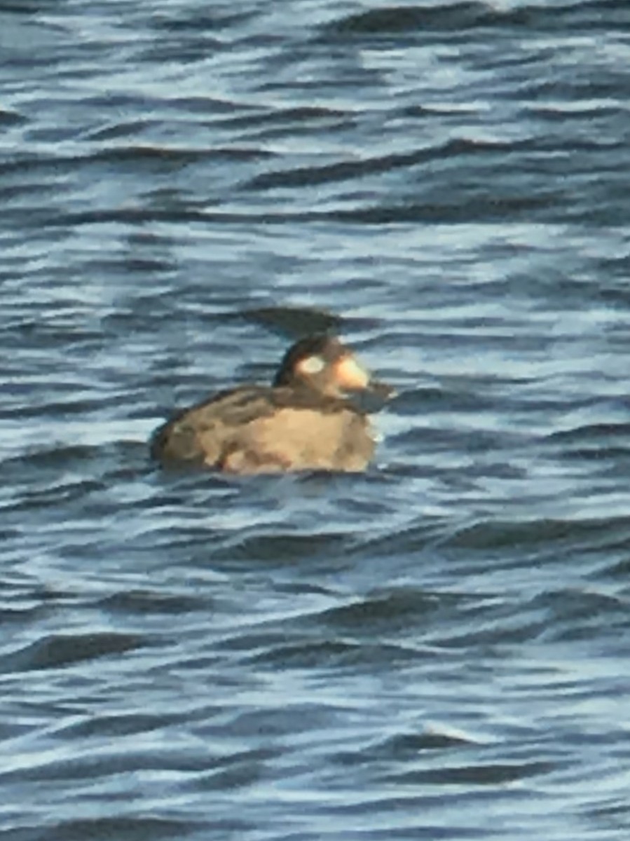 White-winged Scoter - ML129755101