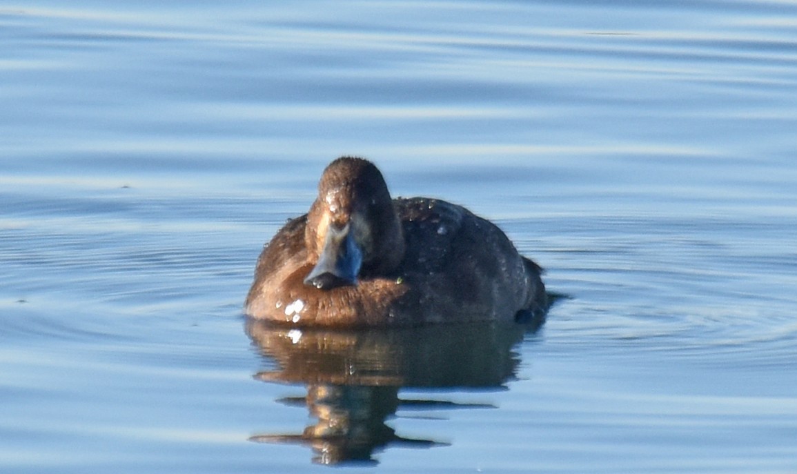 Greater Scaup - ML129755111