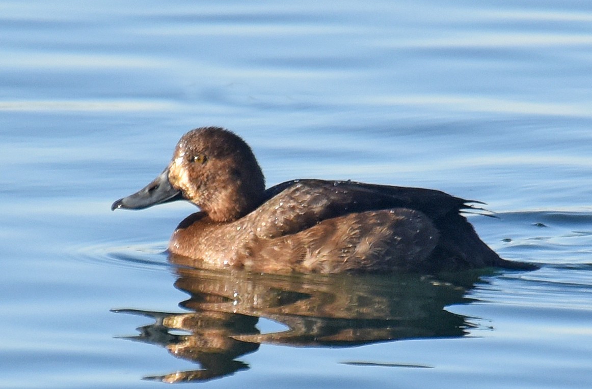 Greater Scaup - ML129755121
