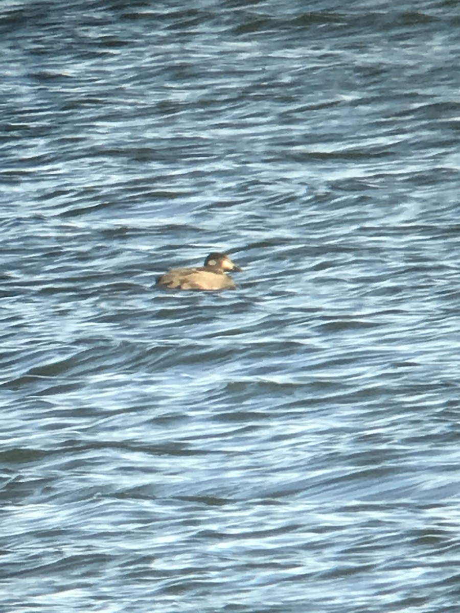 White-winged Scoter - ML129755131