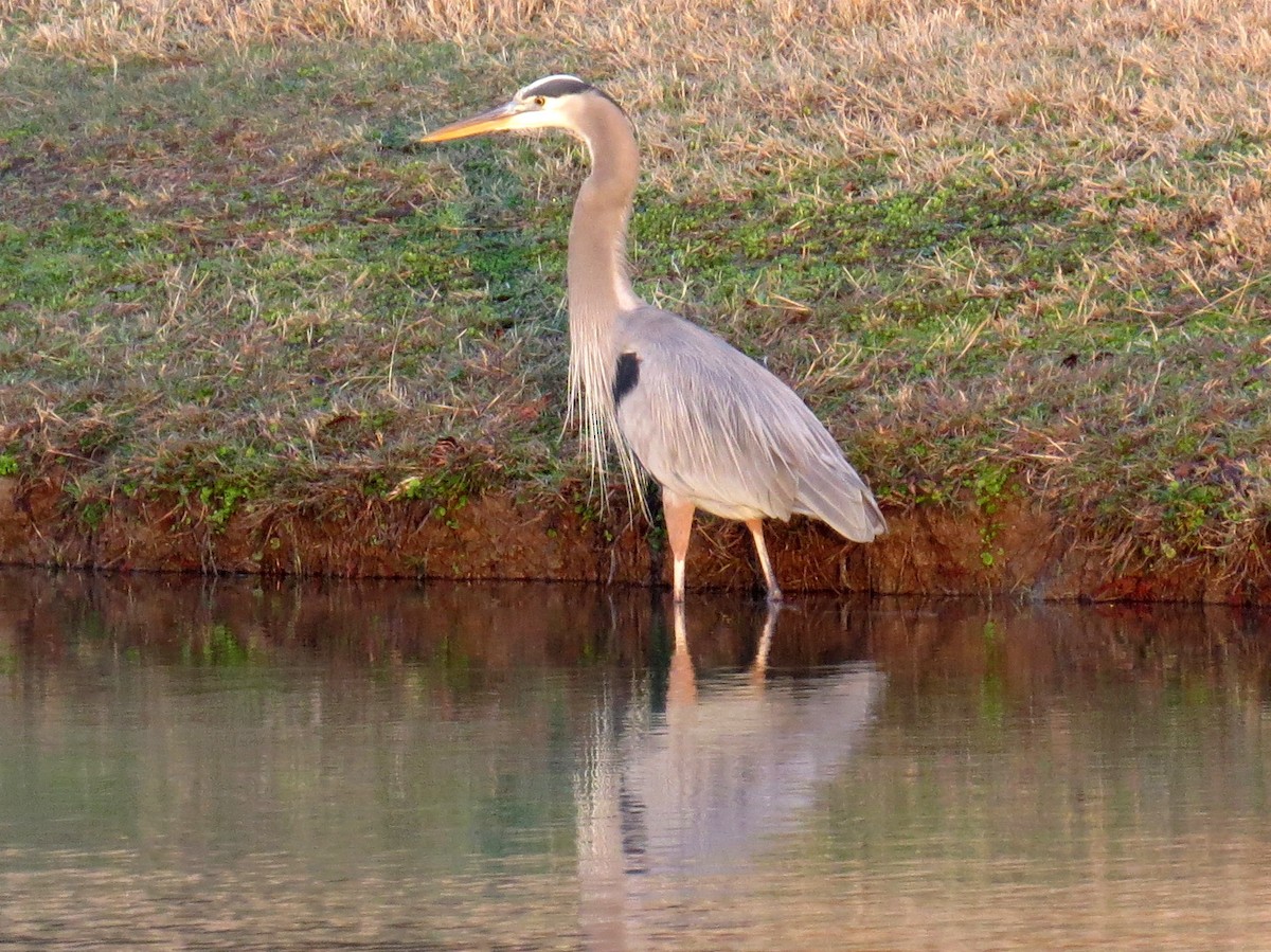 Great Blue Heron - Scott Schwenk