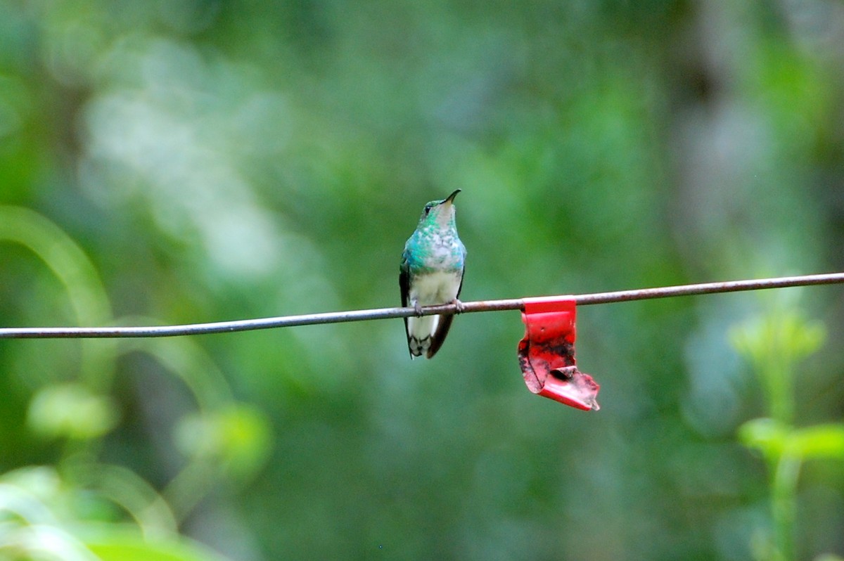 kolibřík měděnohlavý - ML129756781