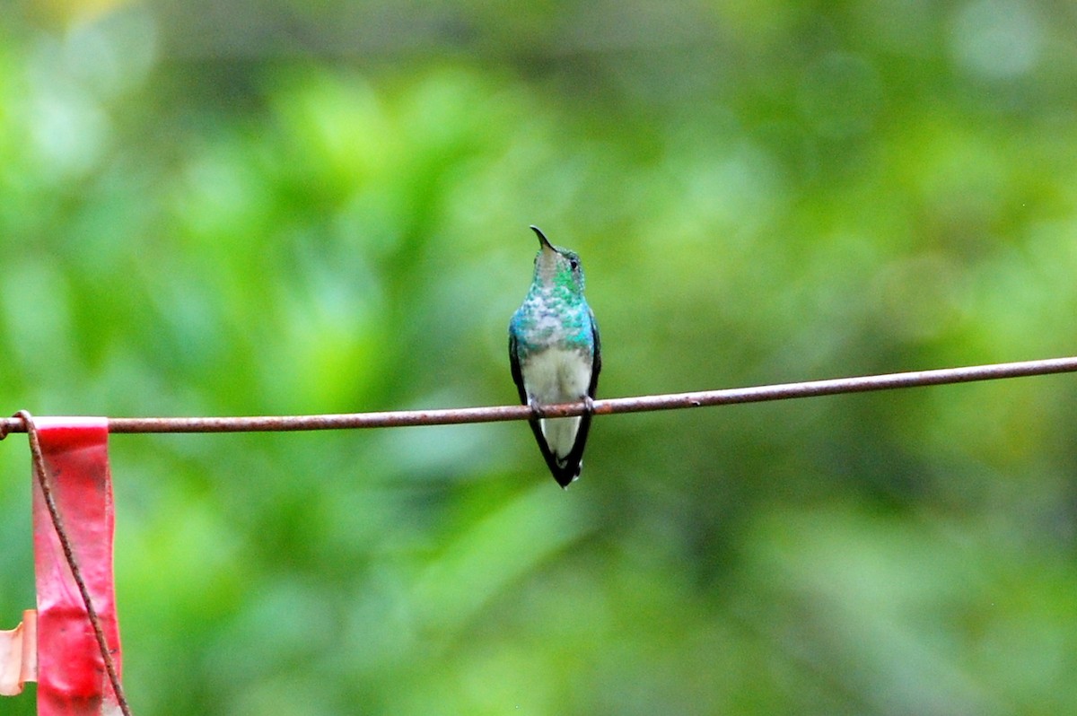 kolibřík měděnohlavý - ML129756811