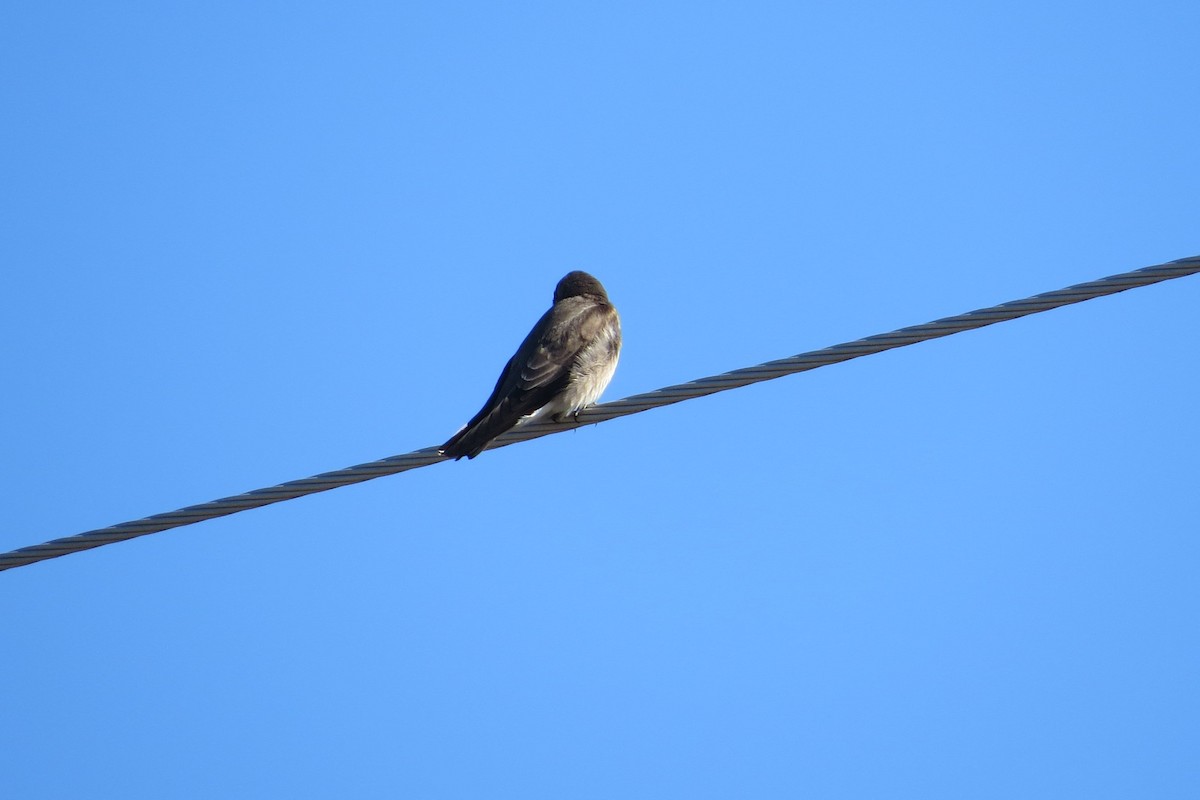 Northern Rough-winged Swallow - John Deitsch