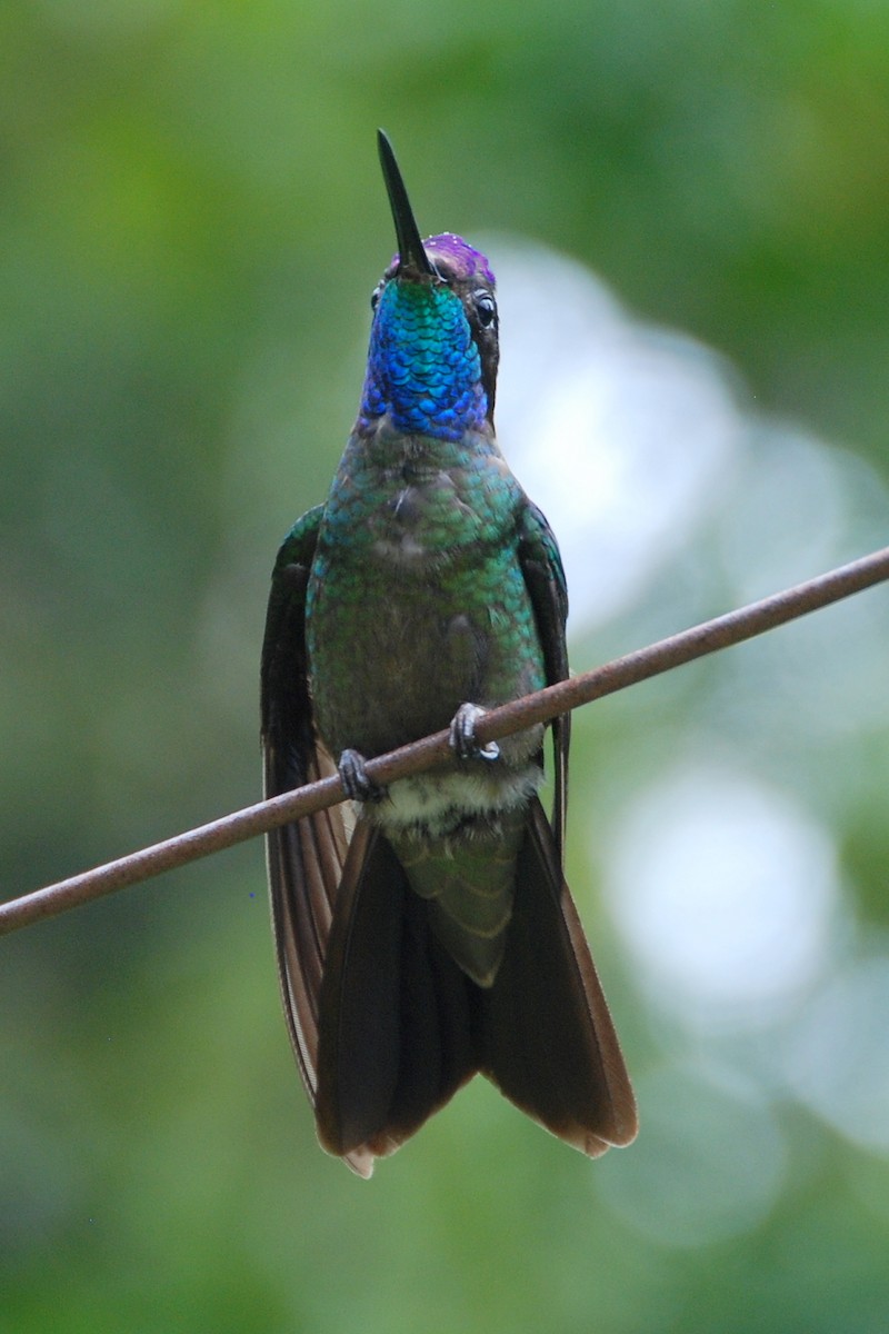 Talamanca Hummingbird - ML129758551