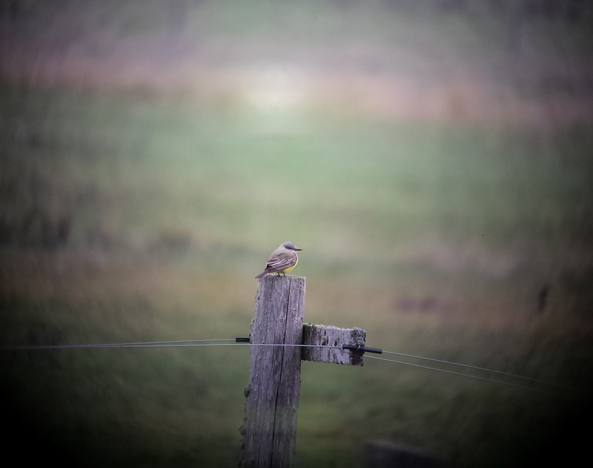 Tropical Kingbird - ML129759231