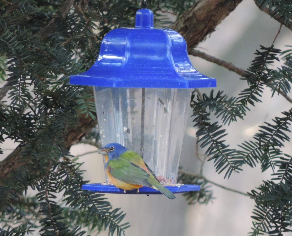 Painted Bunting - ML129760161