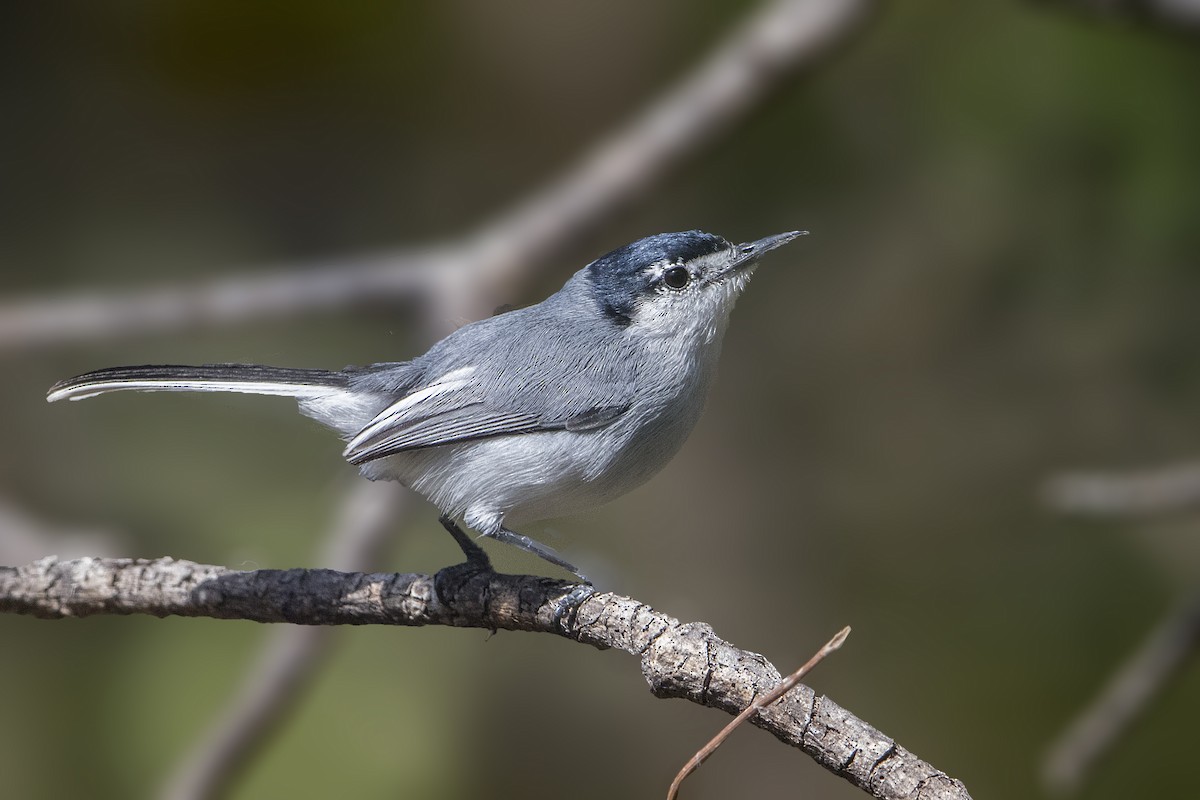 White-lored Gnatcatcher - ML129760901