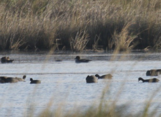 Common Goldeneye - ML129760961