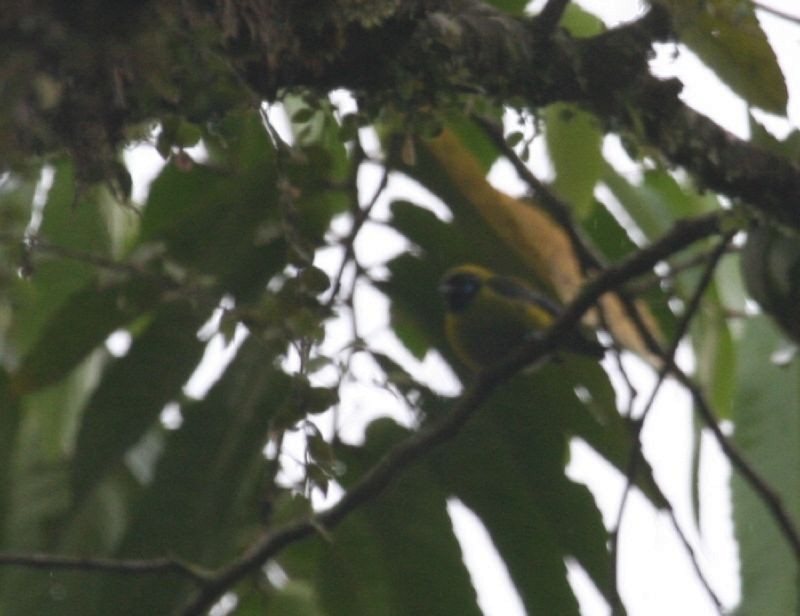 Blue-whiskered Tanager - ML129761841