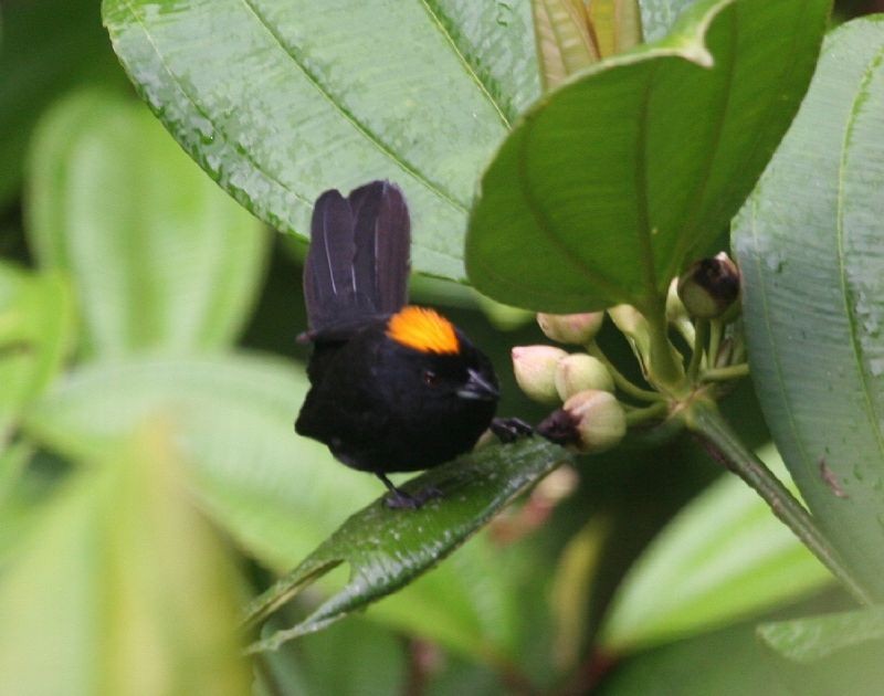 Tawny-crested Tanager - ML129761861