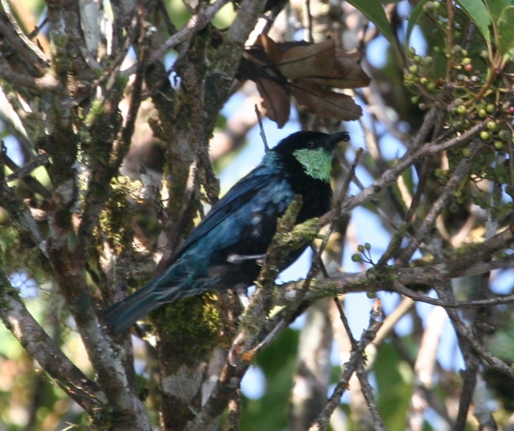 Sira Tanager - Michael Harvey