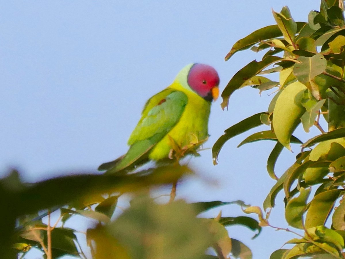 Plum-headed Parakeet - ML129762461