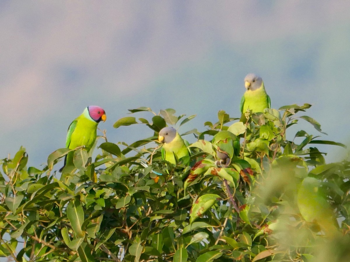 Plum-headed Parakeet - ML129762471