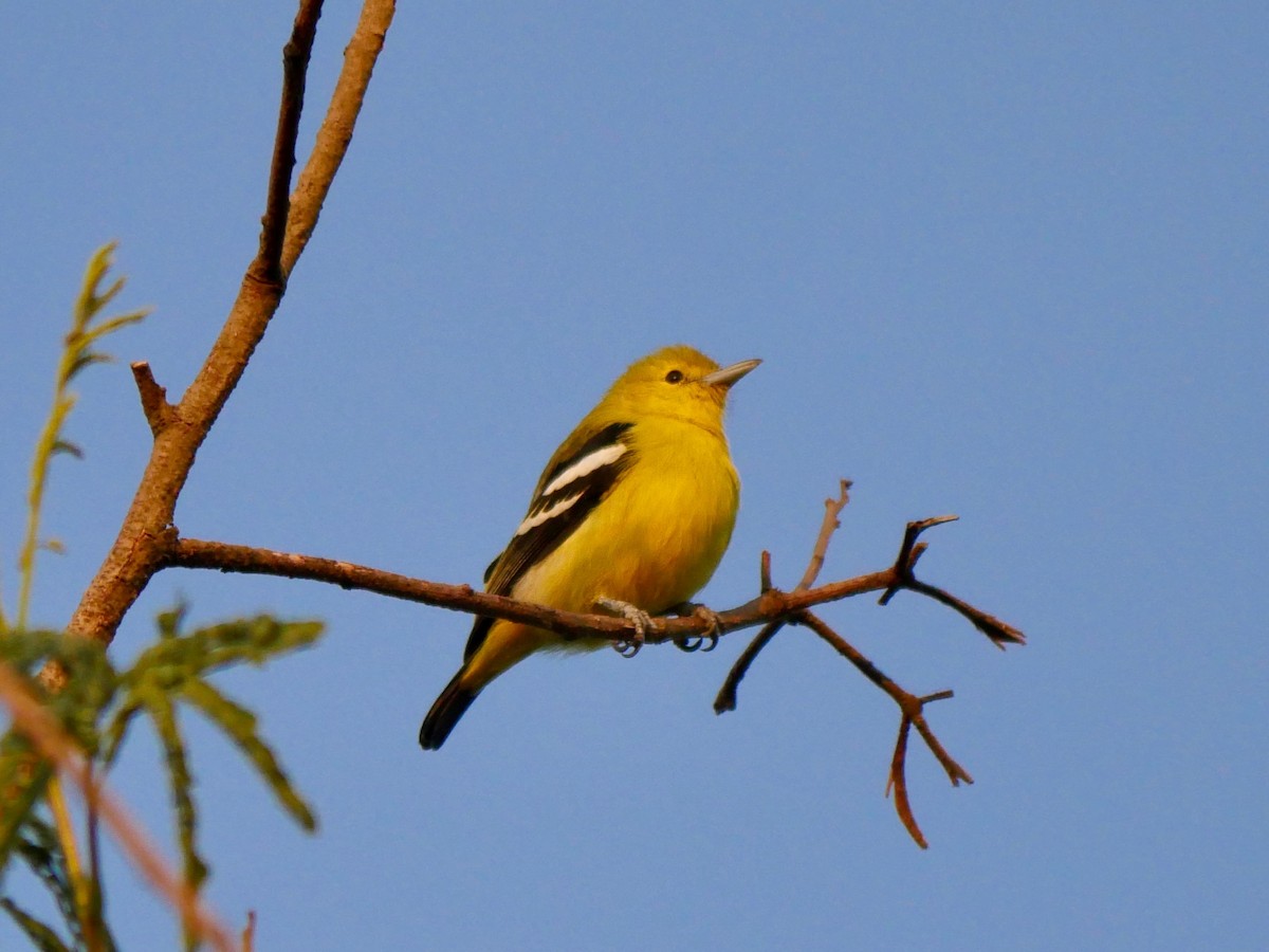 Common Iora - ML129762561