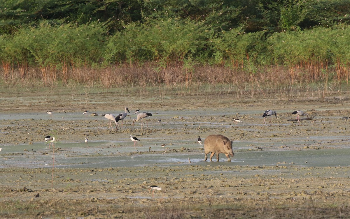 Asian Openbill - Dave Bakewell