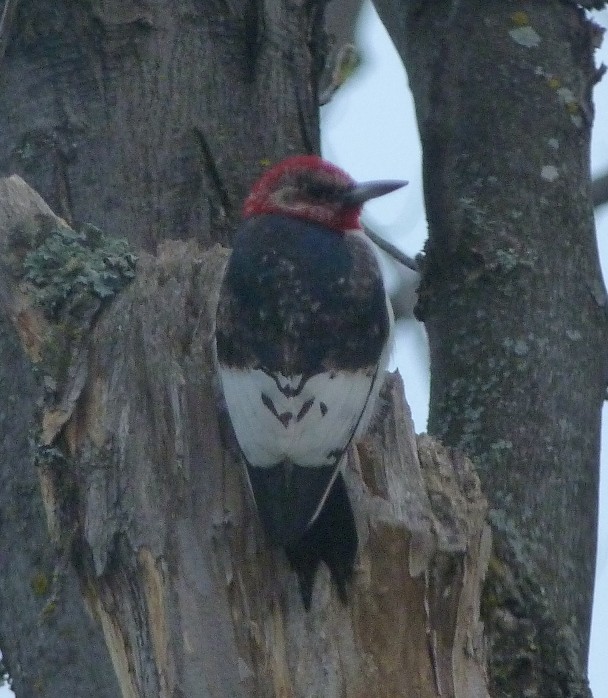 Pic à tête rouge - ML129766591