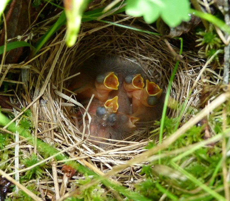 Tennessee Warbler - Jim Lind