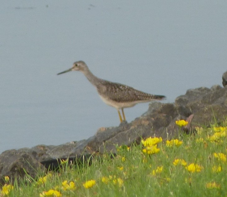 Greater Yellowlegs - ML129767041