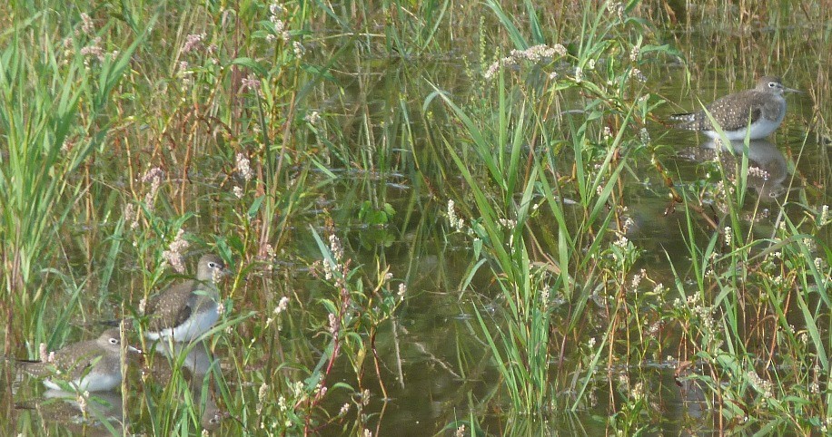 Solitary Sandpiper - ML129767221