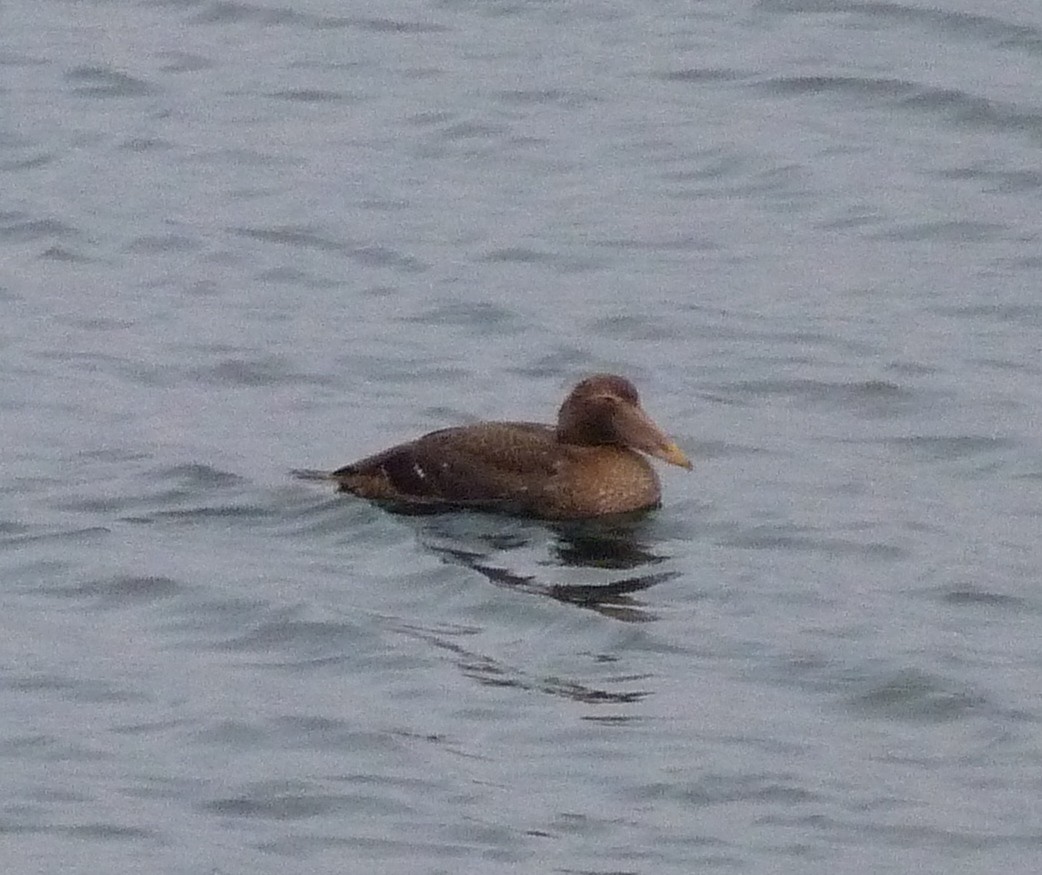 Common Eider - ML129767321