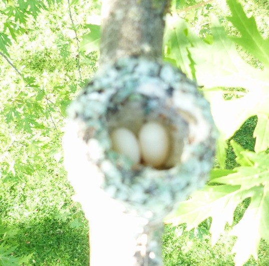 Ruby-throated Hummingbird - Jim Lind