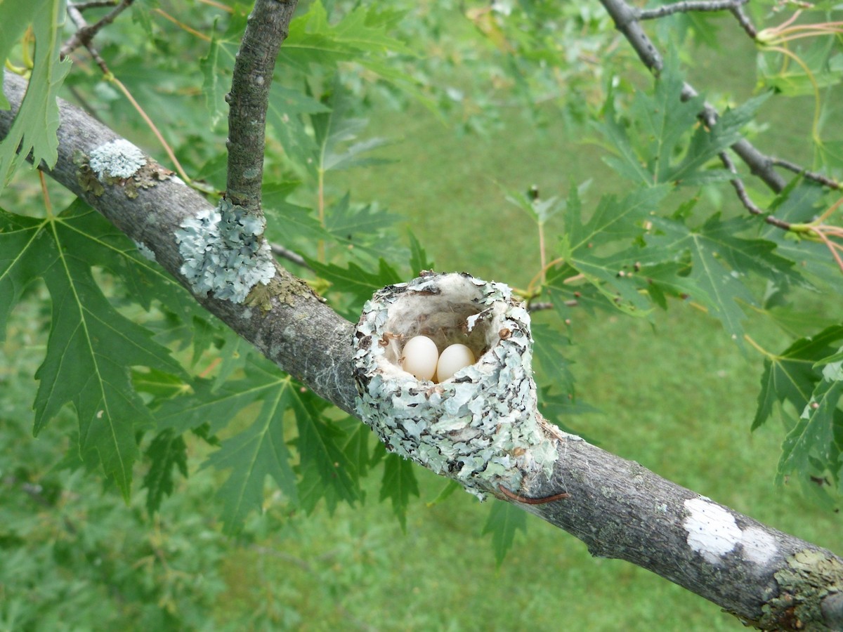 Ruby-throated Hummingbird - Jim Lind