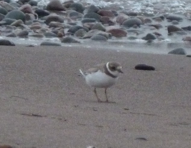 Semipalmated Plover - ML129767791