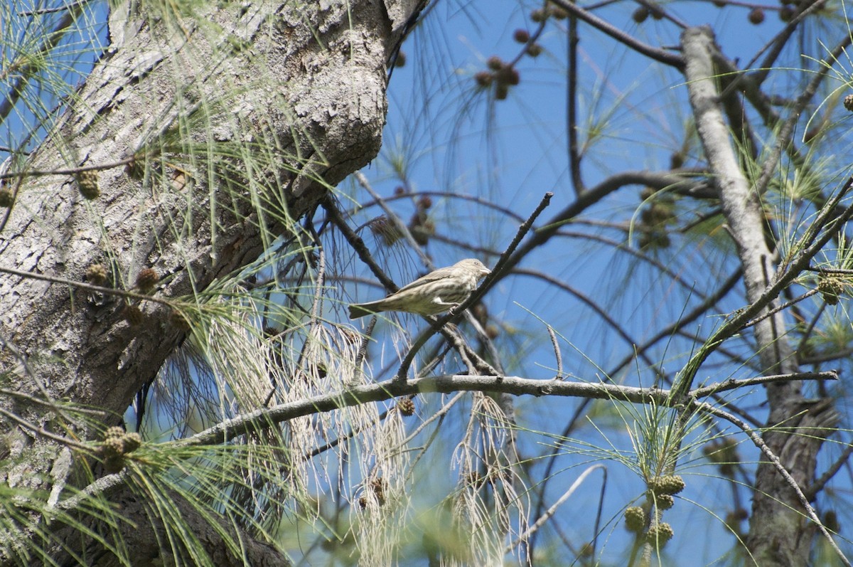 House Finch - ML129768491