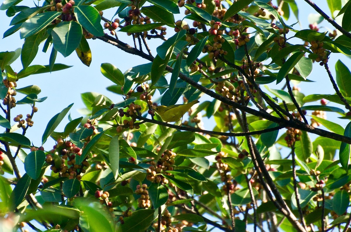 Yellow Warbler - ML129769361