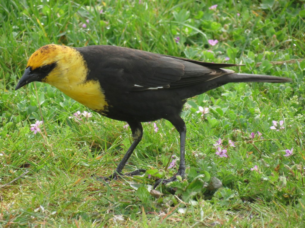 Yellow-headed Blackbird - ML129771291