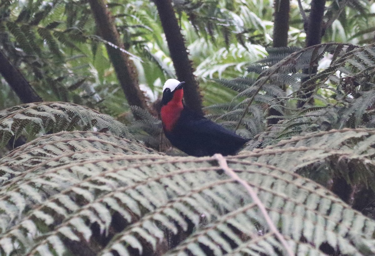 White-capped Tanager - Carol Ortenzio