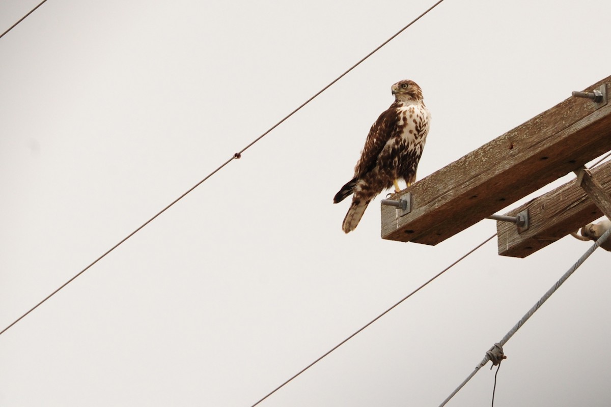 Red-tailed Hawk - ML129773441