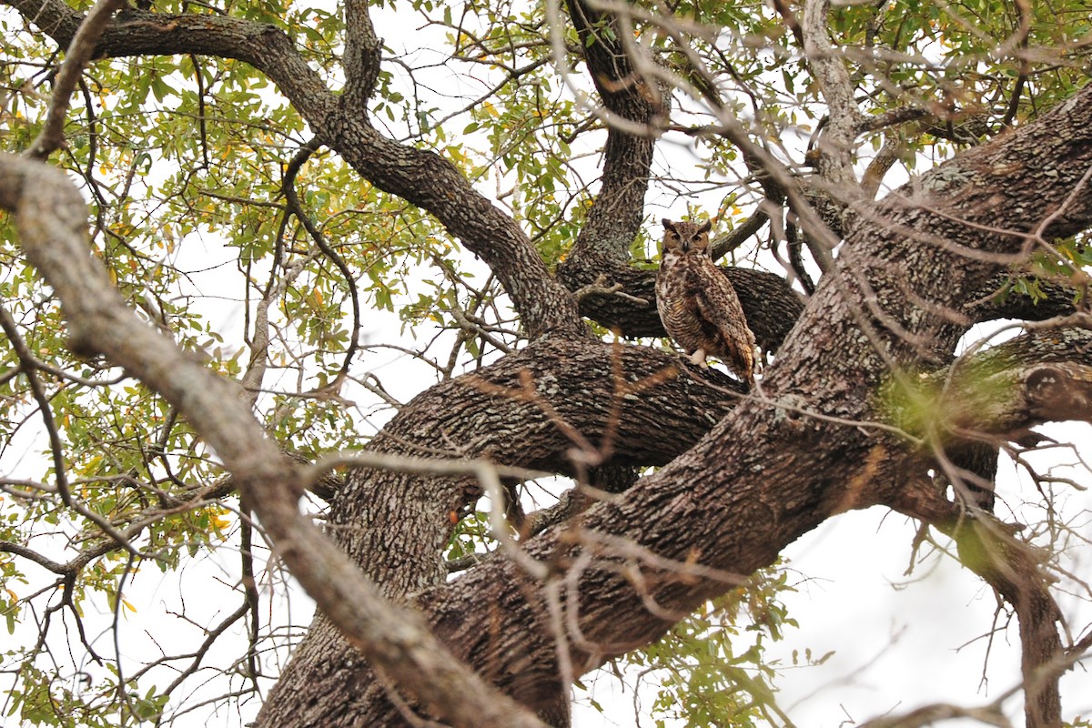 Great Horned Owl - ML129773451