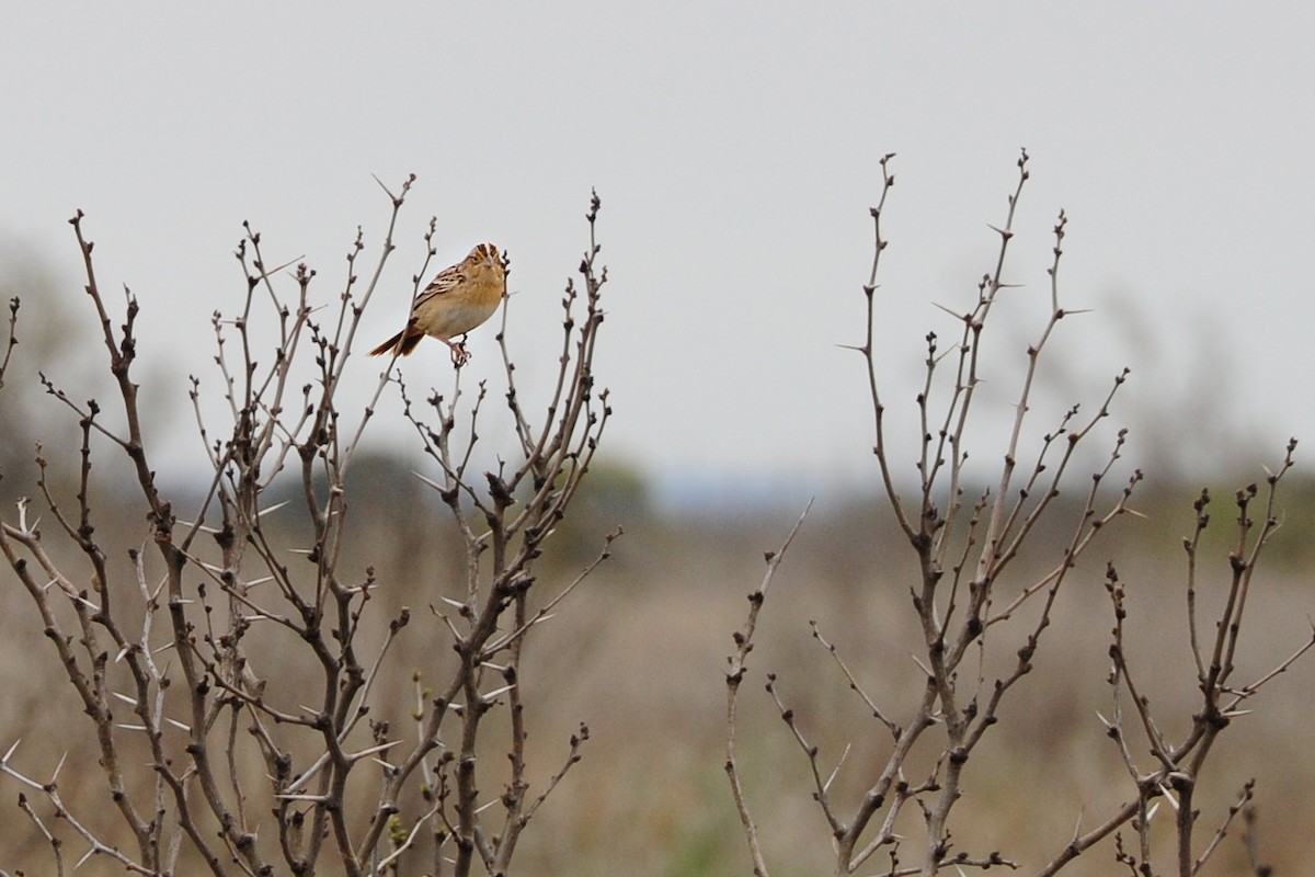 Grasshopper Sparrow - ML129773481