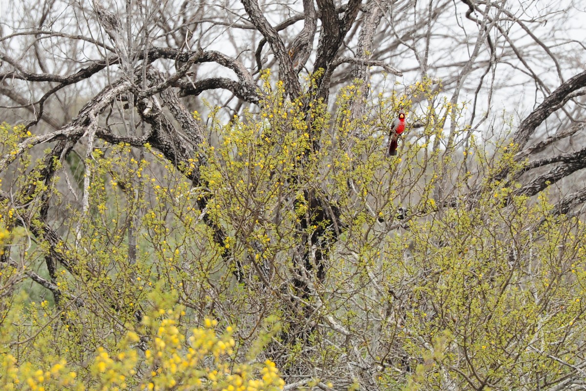 Cardinal pyrrhuloxia - ML129773511