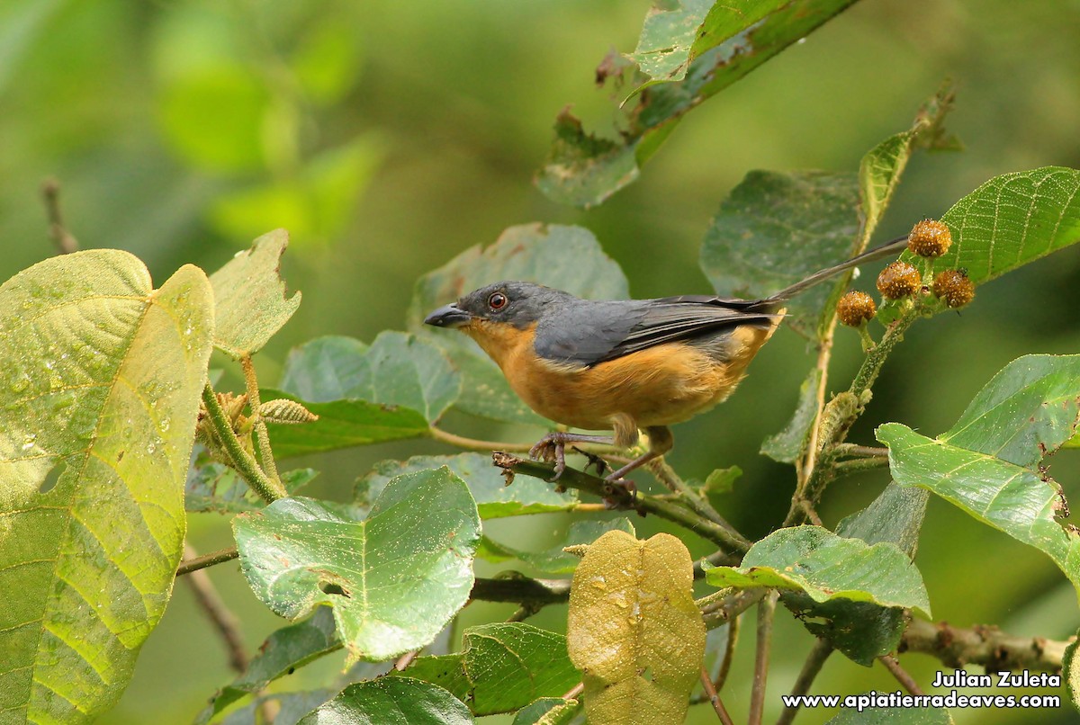 Rufous-crested Tanager - Julian Zuleta (Organización Ambiental Vida silvestre)
