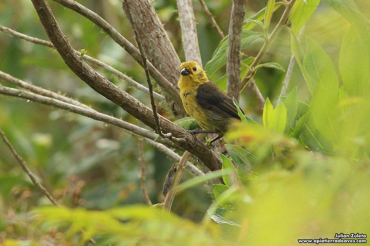 Yellow-headed Brushfinch - ML129774981